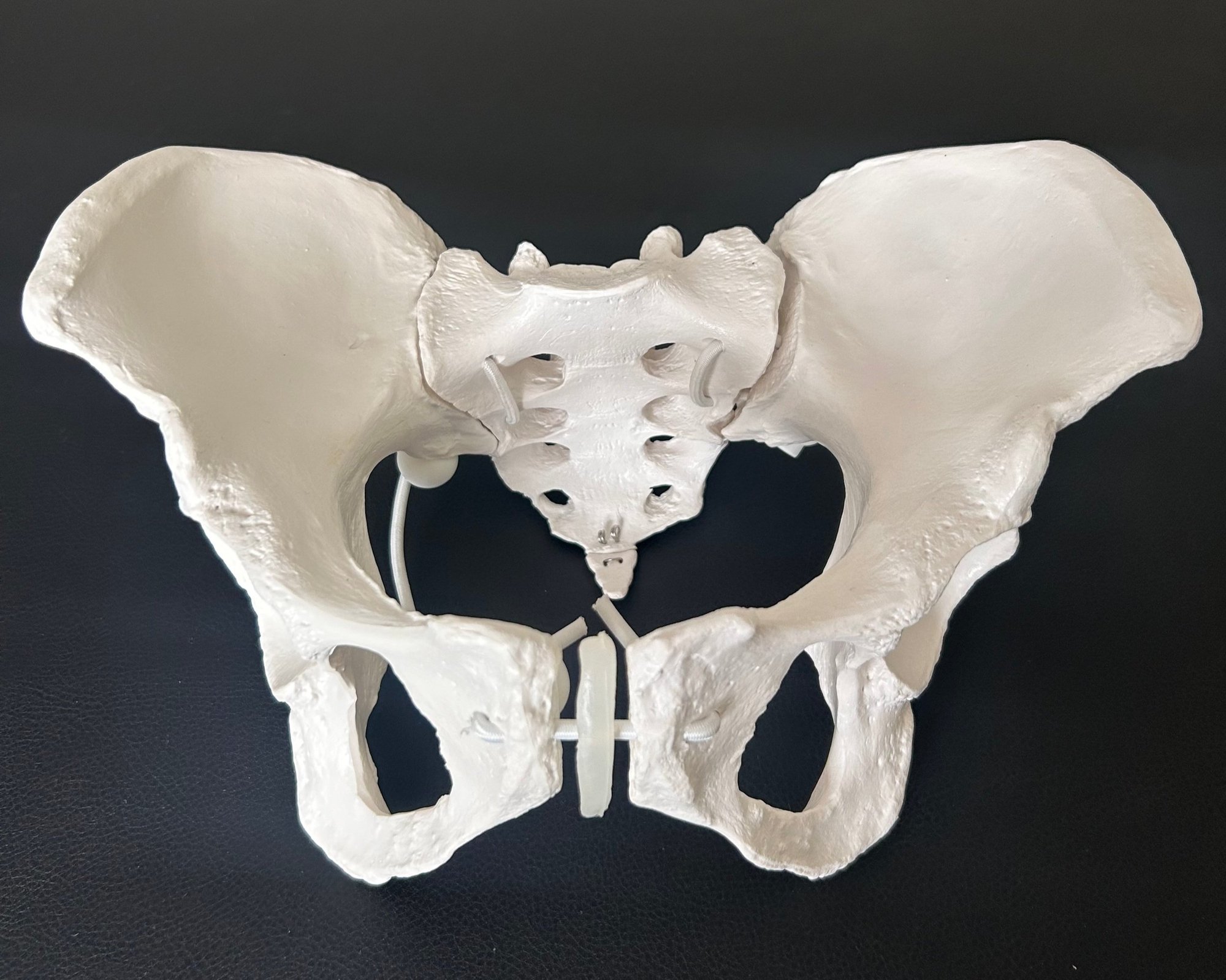 pelvis